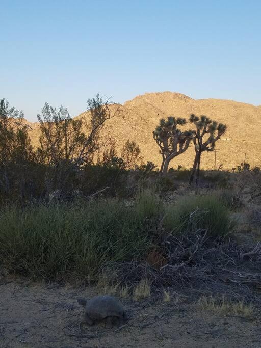 Steph'S Panorama Paradise-Nat'L Park Minutes Away Joshua Tree Bagian luar foto